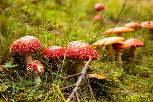 The Beginner's Guide to Amanita Muscaria Gummies Effects - Erth Wellness