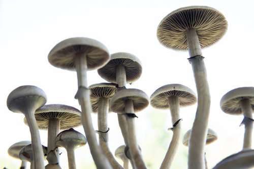 What Are Magic Mushrooms? - Erth Wellness