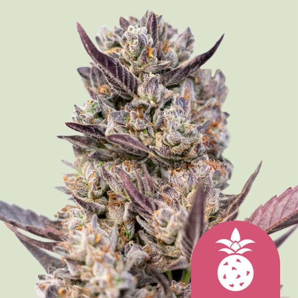 Royal Queen Seeds – Tropicana Cookies Purple Feminized Seeds (Purple Punch x Tropicana Cookies)