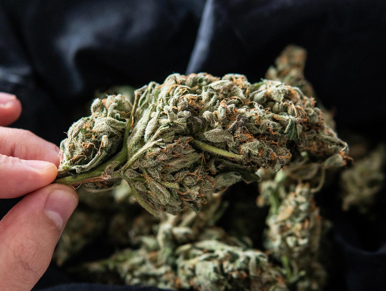 3 Reasons Why Delta 8 THC Has Become So Popular - Erth Wellness