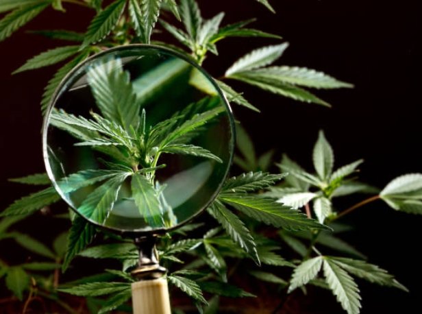 6 Reaons Why CBD May Not Be Working For You - Erth Wellness