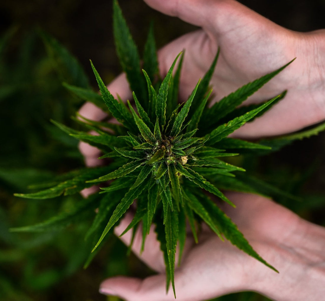 Can CBD Help With The Gym? - Erth Wellness