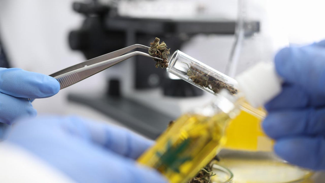 Delta-8: Best Cannabinoid for Staying Productive - Erth Wellness