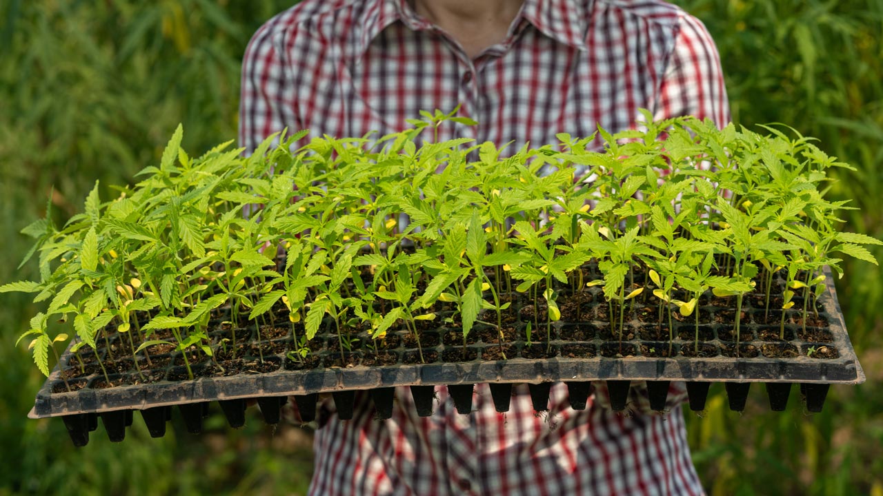 Delta-8: What It Can Do For You? - Erth Wellness