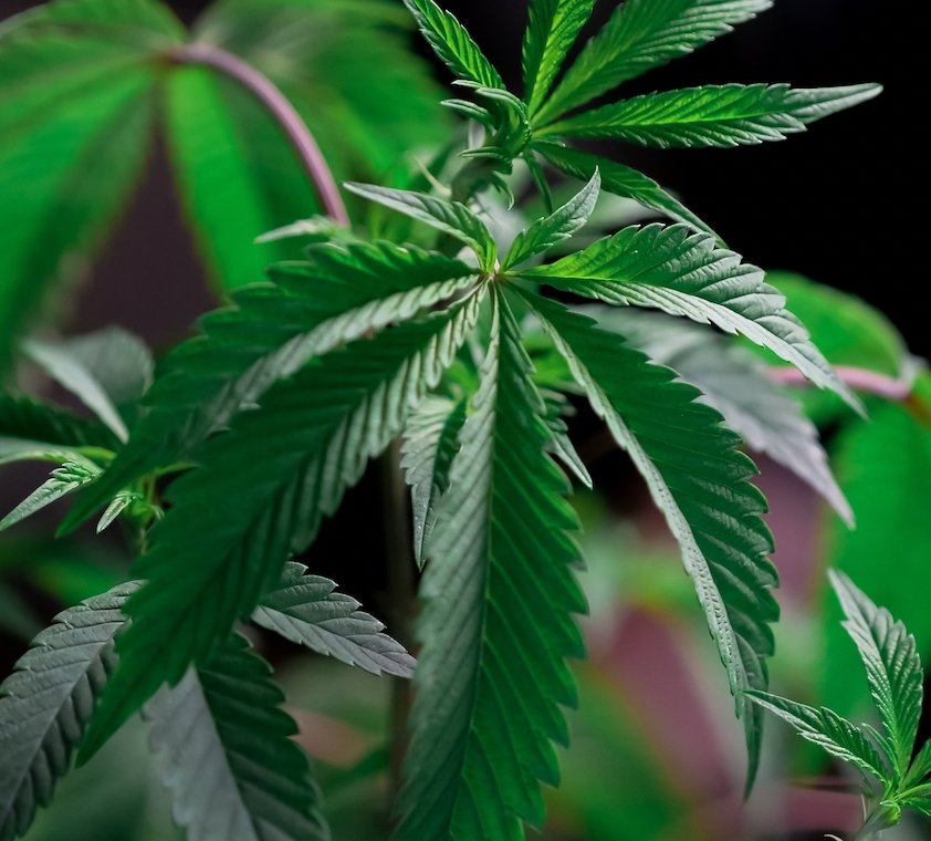 Differences between HHC and Delta-8 THC - Erth Wellness