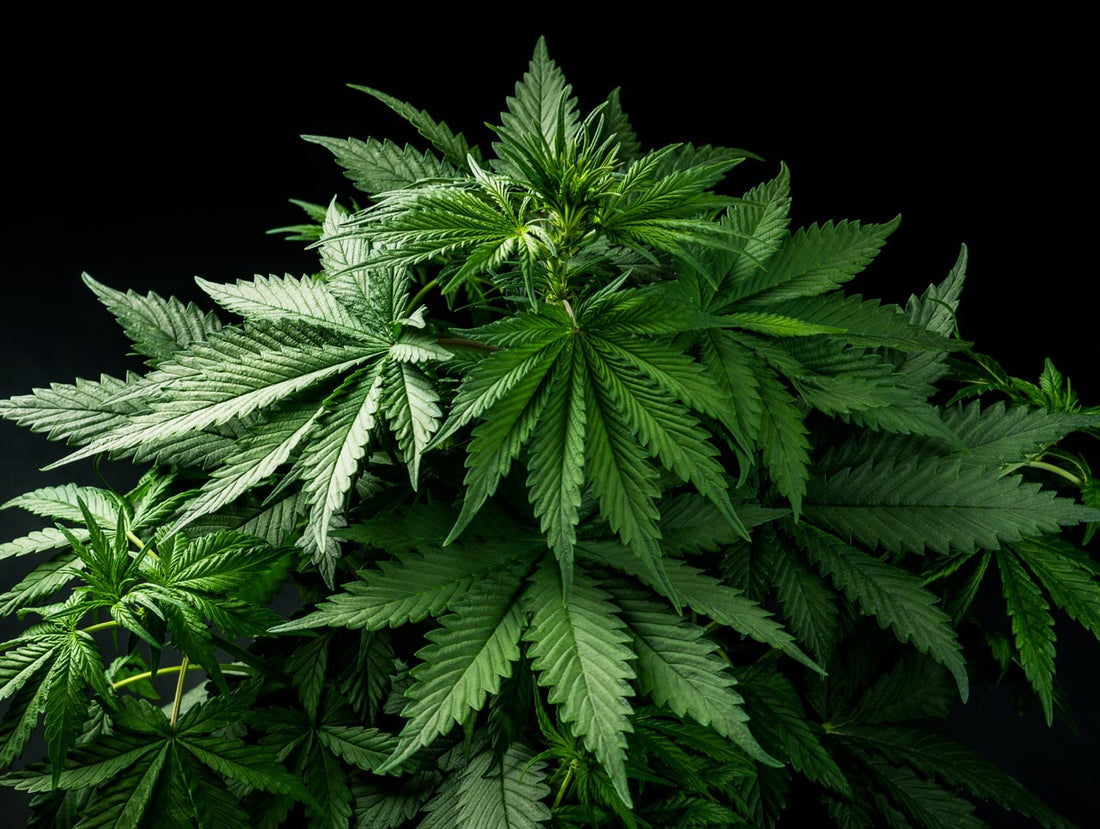 Does Delta-8 Help with Sleep? - Erth Wellness