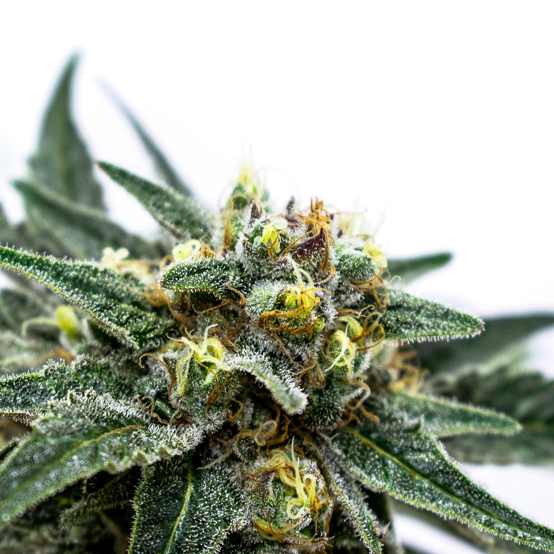 Does Delta 8 THC Help With Sleep? - Erth Wellness