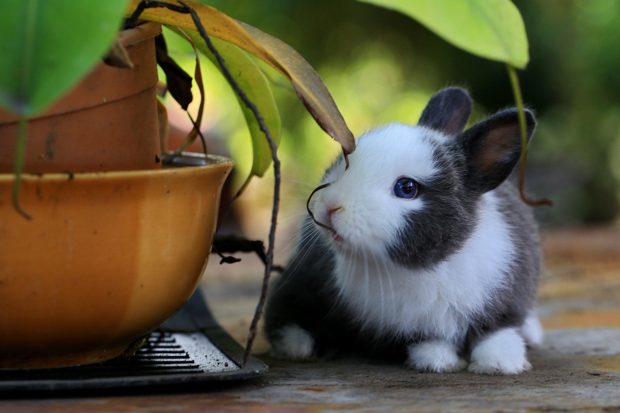 Everything You Need To Know About CBD For Exotic Pets - Erth Wellness