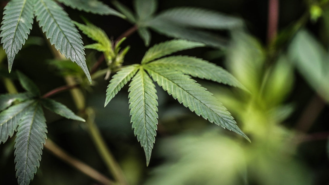 How To Choose The Right HHC Product - Erth Wellness