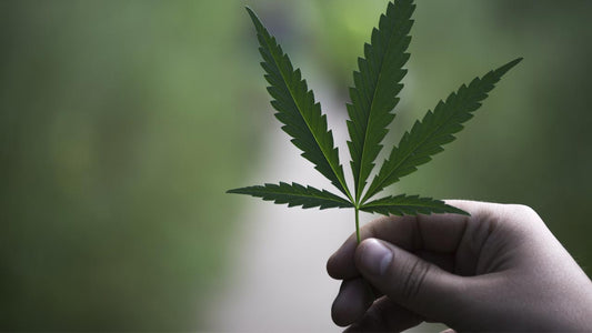 How to Verify Premium Delta-8 Vendors Online - Erth Wellness