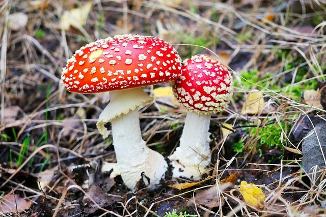 What Happens If I Eat Amanita Muscaria