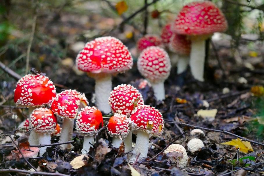 Are Amanita Muscaria Gummies Legal?