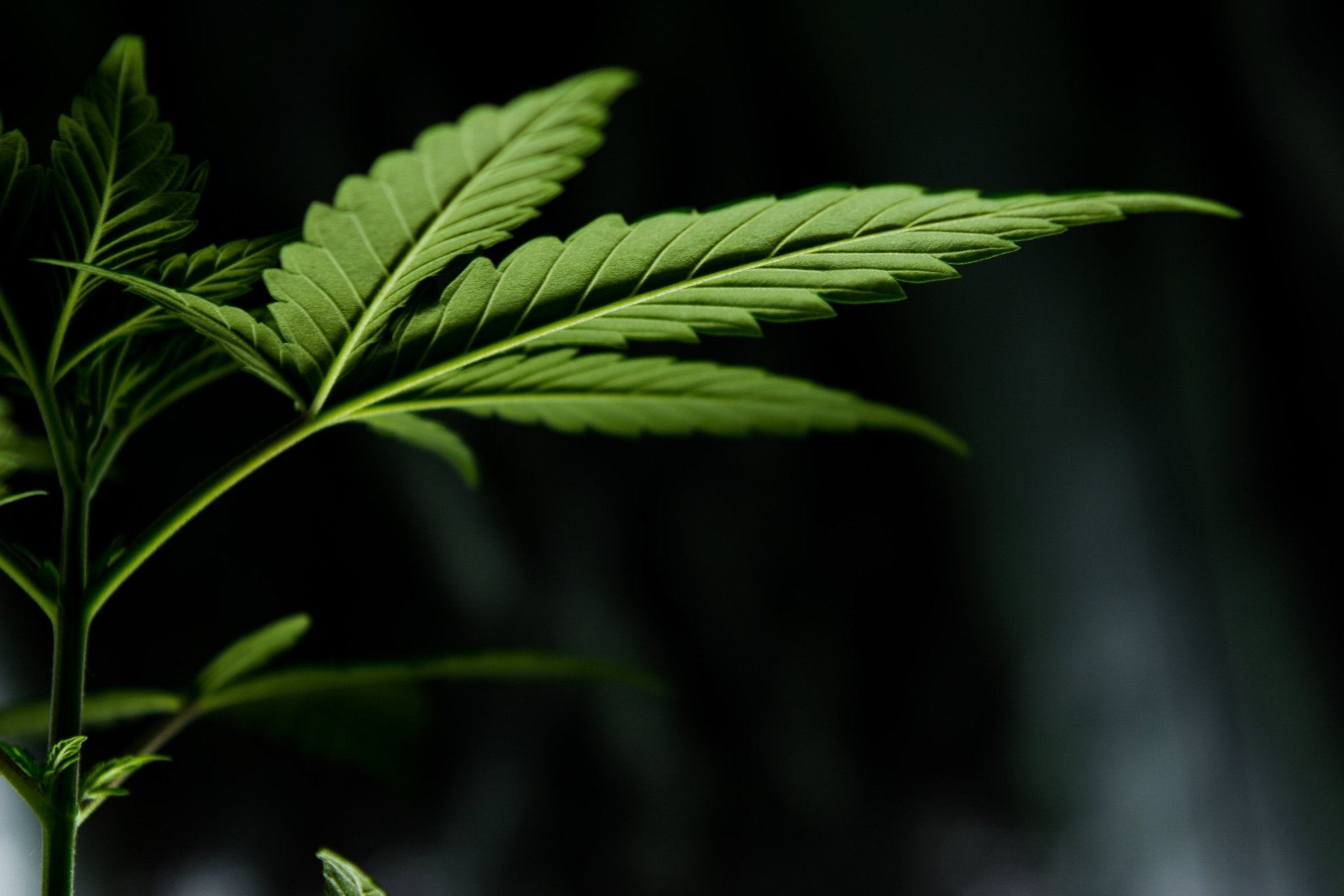 Is HHC Legal? The Truth About This Incredible Cannabinoid - Erth Wellness