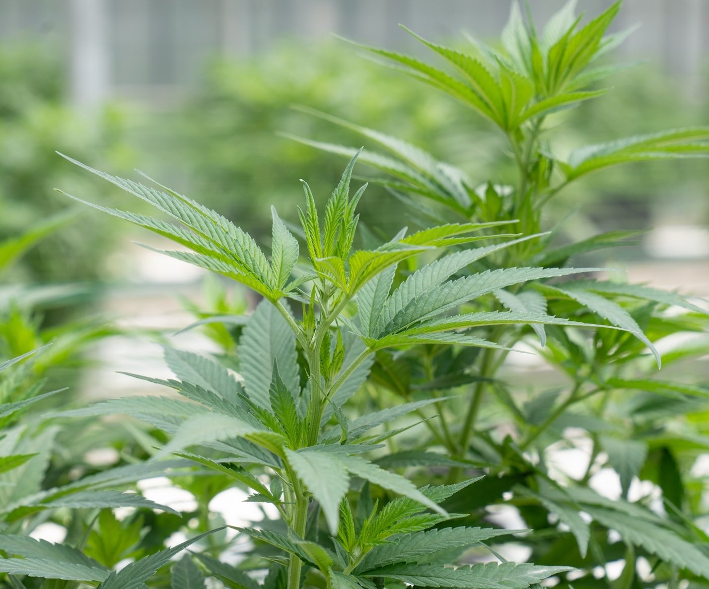 Is HHC Safe? How to Make Sure Your HHC Products Are High Quality - Erth Wellness