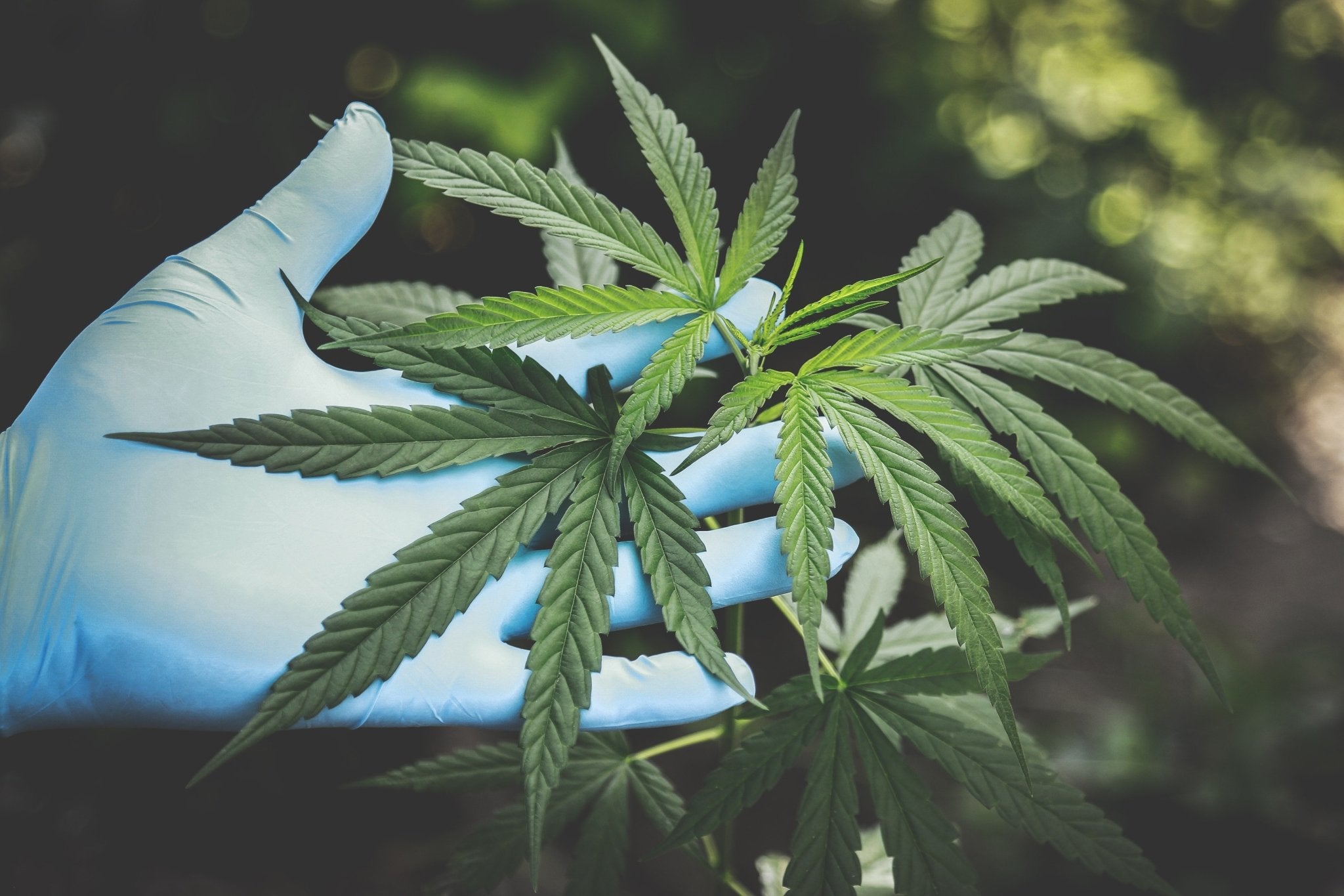 Is HHC stronger than Delta-9 THC? - Erth Wellness