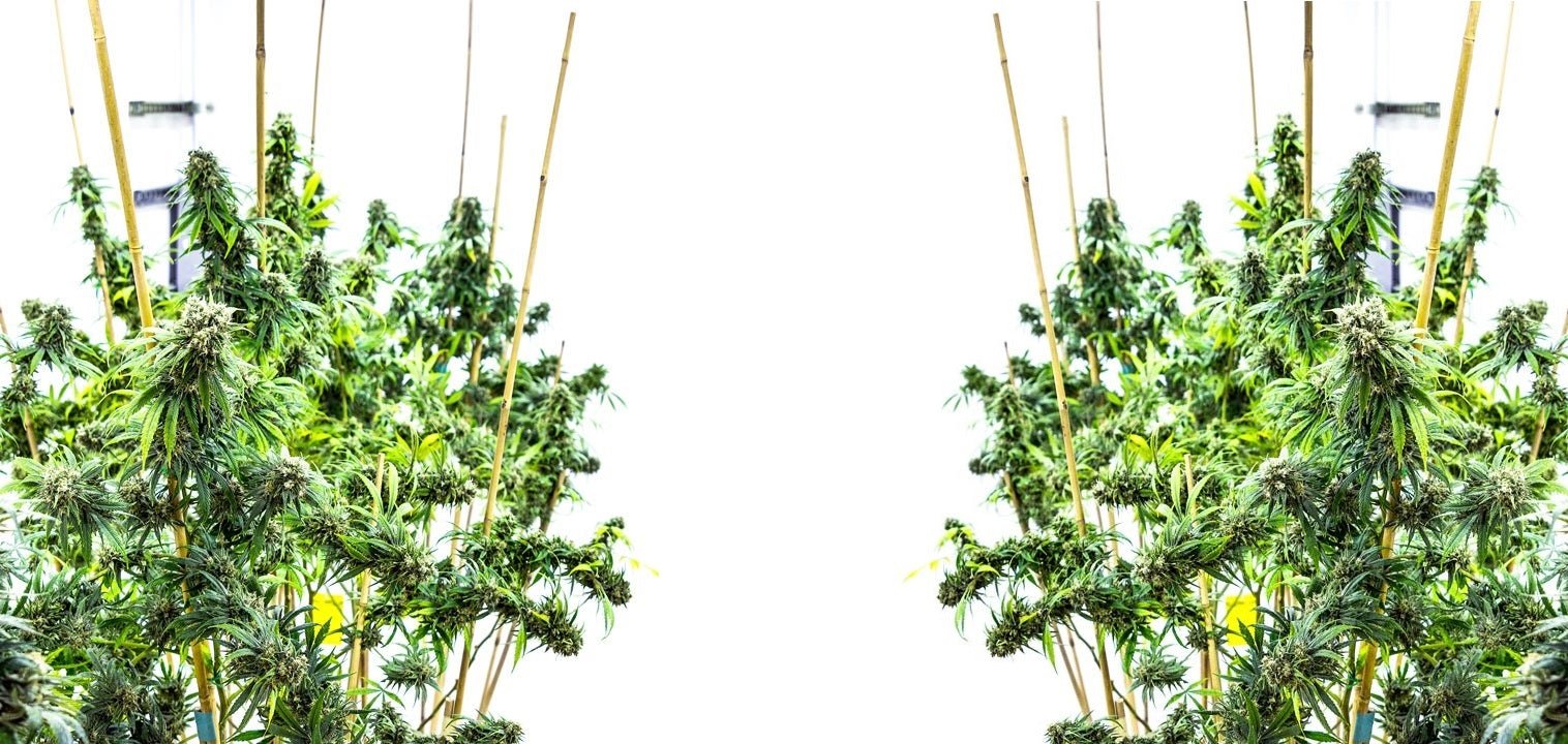 Should You Take Delta 8 THC to Help You Sleep? - Erth Wellness