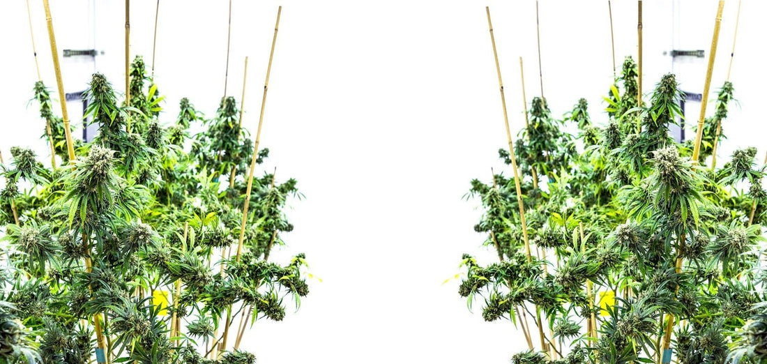 Should You Take Delta 8 THC to Help You Sleep? - Erth Wellness