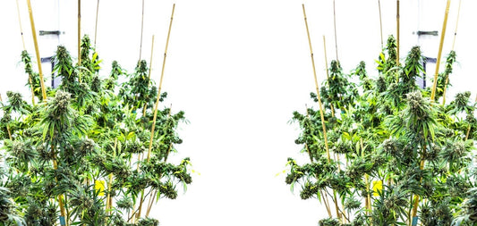 Should You Take Delta 8 THC to Help You Sleep? - Erth Wellness