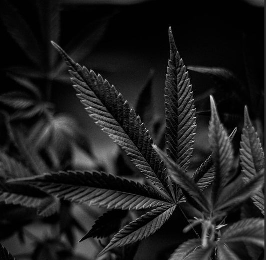 Teach Me How To Dab! - Erth Wellness