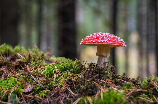 What Are Amanita Mushrooms? - Erth Wellness