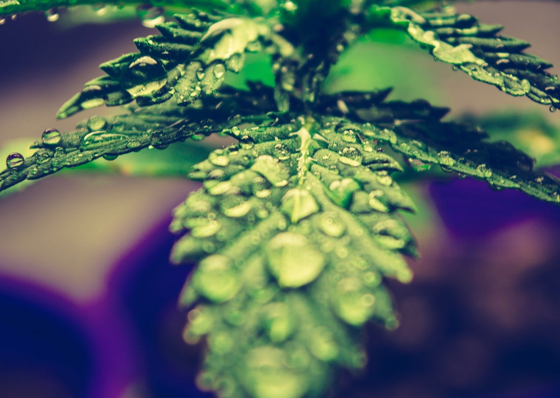 What's the Difference Between Cannabis, Marijuana, and Hemp? - Erth Wellness