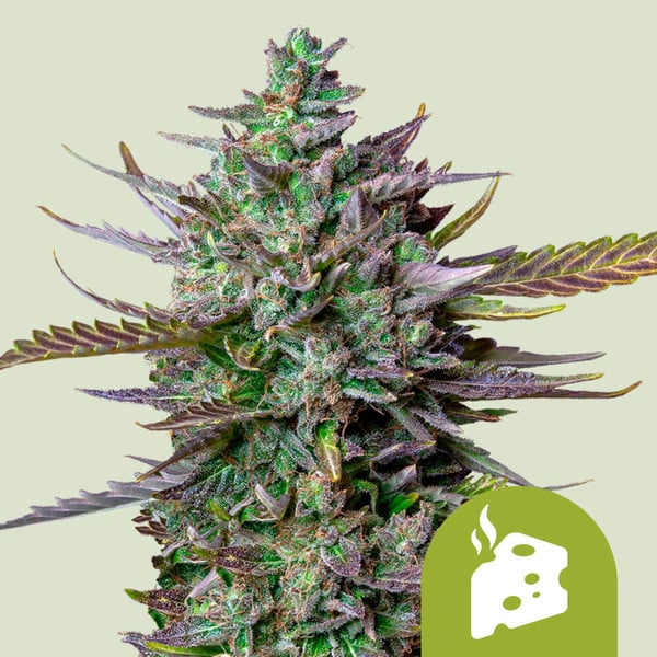 Royal Queen Seeds – Blue Cheese Auto Feminized Seeds (Cheese x Blueberry Auto)