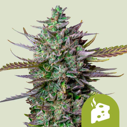 Royal Queen Seeds – Blue Cheese Auto Feminized Seeds (Cheese x Blueberry Auto)