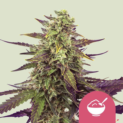 Royal Queen Seeds – Cereal Milk Feminized Seeds (Vanilla & Blueberry Sativa Hybrid)