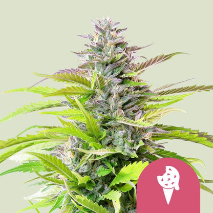 Royal Queen Seeds – Cookies Gelato Feminized Seeds (Ultra-High THC Dessert Hybrid)