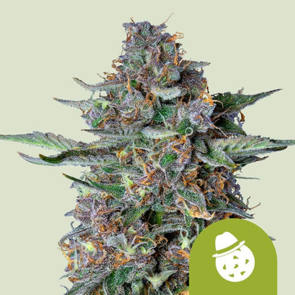 Royal Queen Seeds – Do-Si-Dos Auto Feminized Seeds (Fast Indica-Dominant Autoflower)
