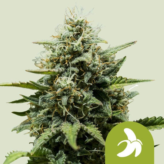 Royal Queen Seeds – Fat Banana Auto Feminized Seeds (Banana Kush Indica Autoflower)