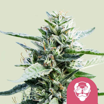 Royal Queen Seeds – Granddaddy Purple Feminized Seeds (Heavy-Hitting Dessert Indica)