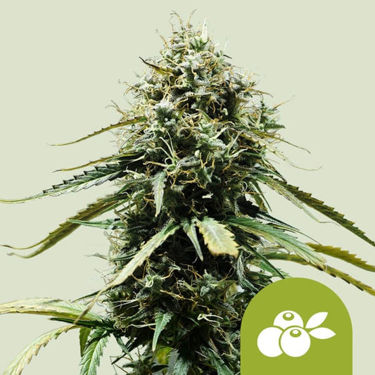 Royal Queen Seeds – Haze Berry Auto Feminized Seeds (Blue Dream–Inspired Sativa Auto)