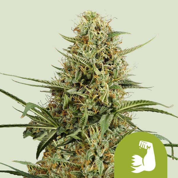 Royal Queen Seeds – HulkBerry Auto Feminized Seeds (High-Power Bruce Banner Auto)