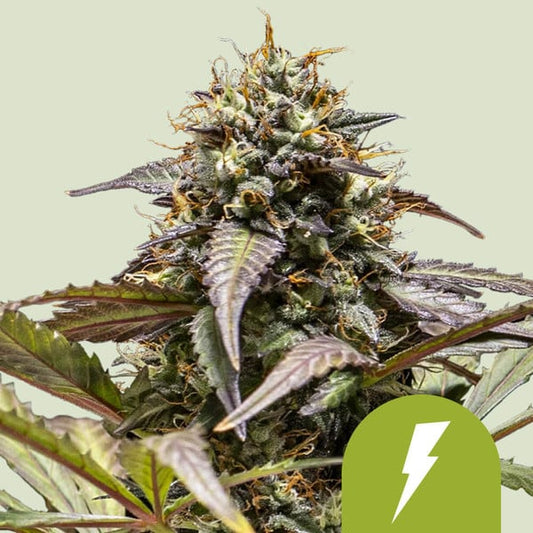 Royal Queen Seeds – North Thunderfuck Auto Feminized Seeds (Powerful Hybrid Autoflower)