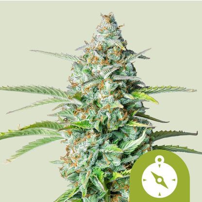 Royal Queen Seeds – Northern Light Auto Feminized Seeds (High-Yield Autoflower)