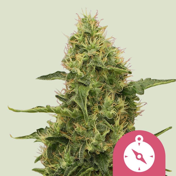 Royal Queen Seeds – Northern Light Feminized Seeds (Classic Indica Legend)