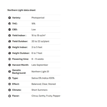 Royal Queen Seeds – Northern Light Feminized Seeds (Classic Indica Legend)