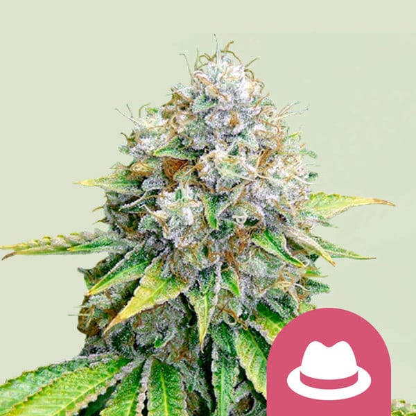 Royal Queen Seeds – OG Kush Feminized Seeds (Classic West Coast Indica)