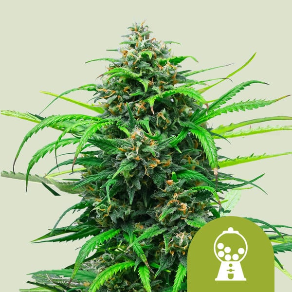 Royal Queen Seeds – Pink Runtz Auto Feminized Seeds (Candy-Flavored Hybrid Autoflower)
