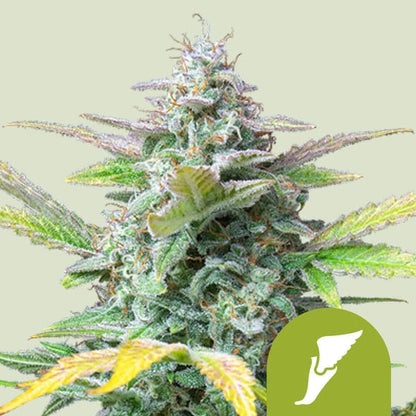 Royal Queen Seeds – Quick One Feminized Auto Seeds (Compact Beginner-Friendly Autoflower)