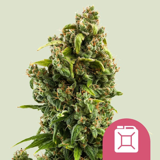 Royal Queen Seeds – Sour Diesel Feminized Seeds (California Sativa Classic)