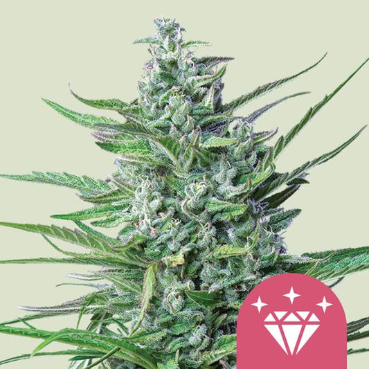 Royal Queen Seeds – Special Kush 1 Feminized Seeds (Old-School Budget Indica)