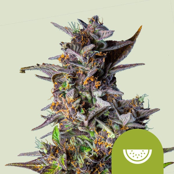 Royal Queen Seeds – Watermelon Auto Feminized Seeds (Tropical Indica Autoflower)