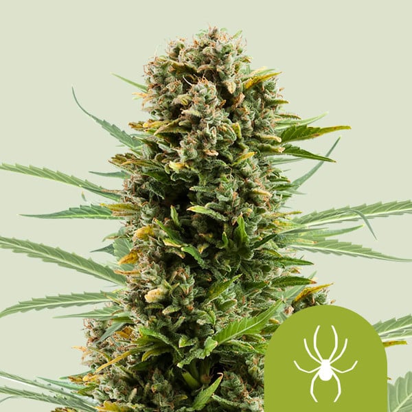 Royal Queen Seeds – White Widow Auto Feminized Seeds (Fast-Flowering Classic)