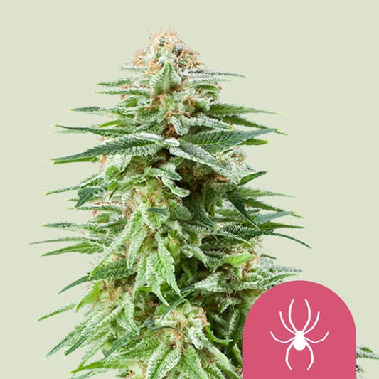 Royal Queen Seeds – White Widow Feminized Seeds (50/50 Hybrid Classic)